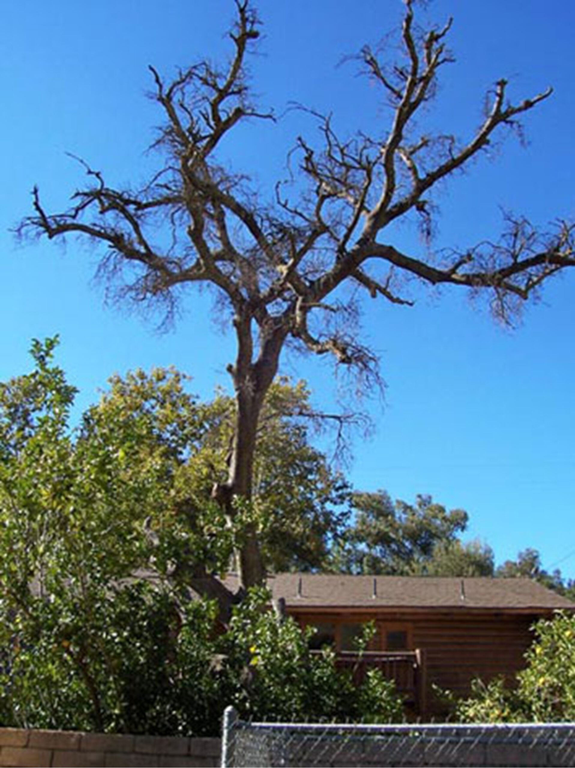 24 Hour Emergency Tree Service, Mission Viejo Tree Services