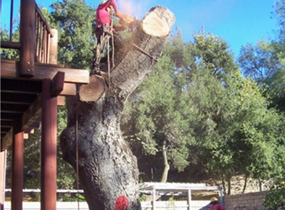 Contact Mission Viejo Tree Services, Tree Trimming, & Removal