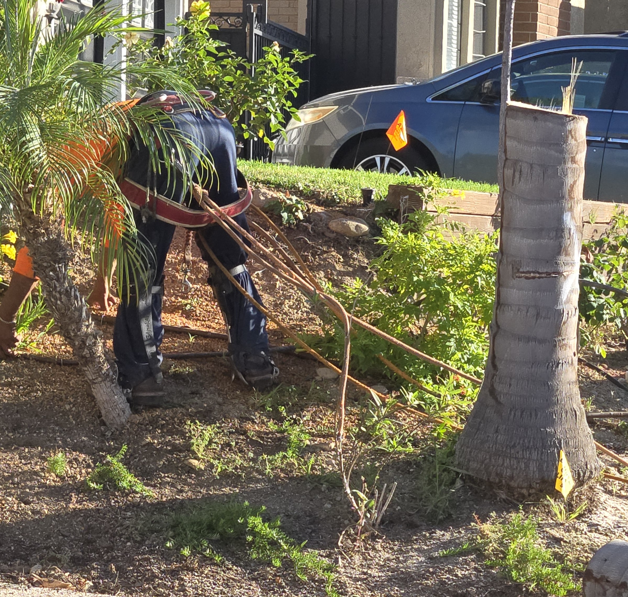 Palm Tree Removal Yorba Linda Tree Removal & Stump Removal, Mission Viejo Tree Services