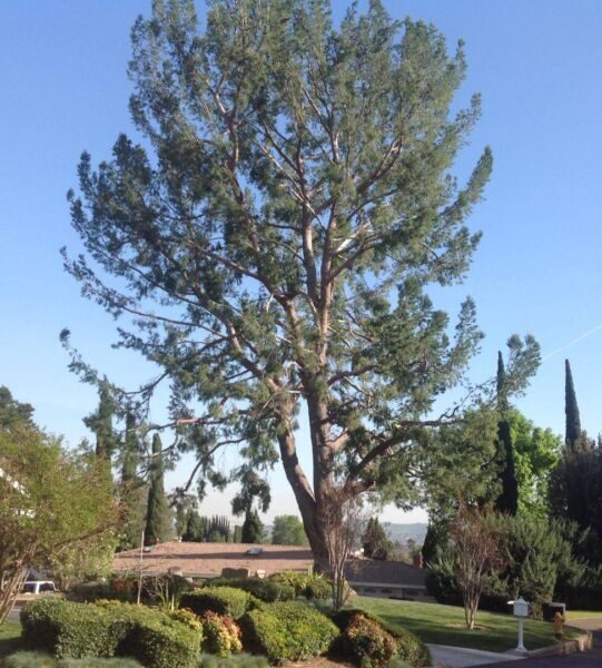 Mission Viejo Tree Services, Tree Trimming, & Removal