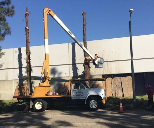 Mission Viejo Tree Services, Tree Trimming, & Removal