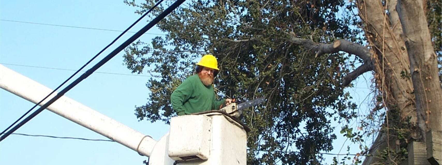 Rob trees About, Mission Viejo Tree Services, Tree Trimming, & Removal