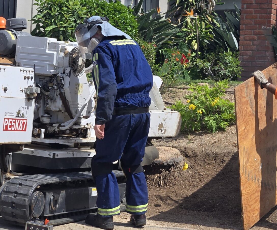 Mission Viejo Tree Services, Tree Trimming, & Removal