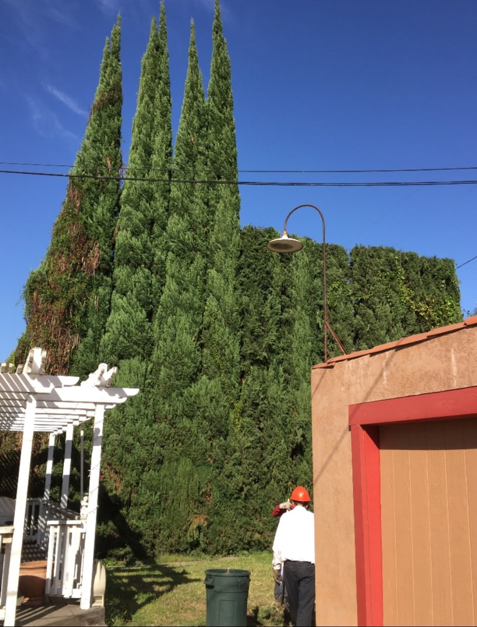 Commercial Tree Services, Mission Viejo Tree Services