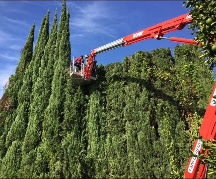 Mission Viejo Tree Services, Tree Trimming, & Removal