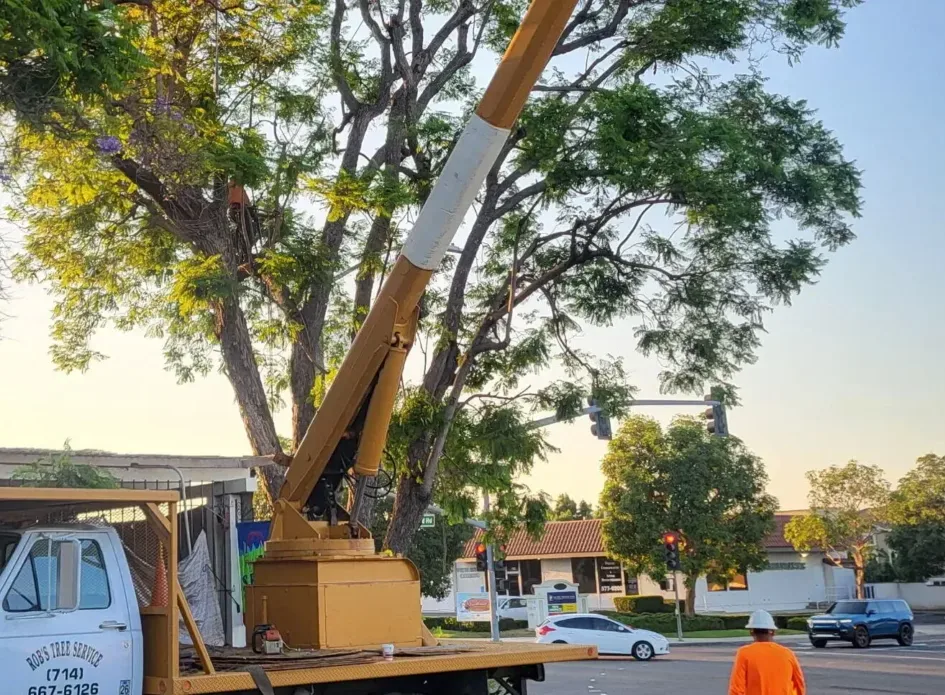 Mission Viejo Tree Services, Tree Trimming, & Removal