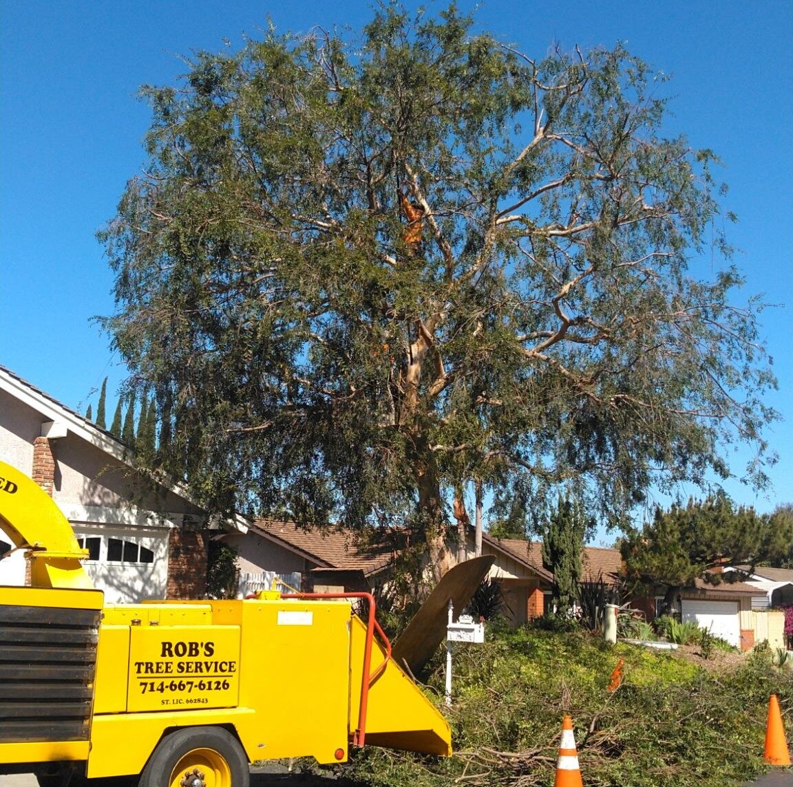 Tree Trimming, Topping, & Pruning, Mission Viejo Tree Services