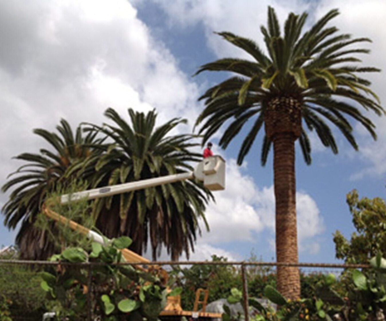 Mission Viejo Tree Services, Tree Trimming, & Removal